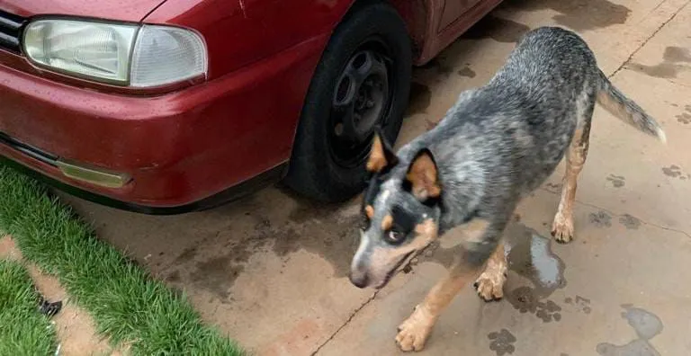 Toddy possui 1 anos e 2 meses de idade