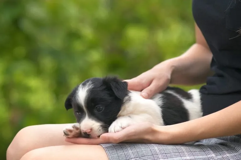 Vítima conseguiu soltar o cachorro em segurança, que correu e escapou do bandido.