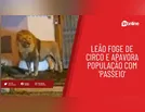 Leão foge de circo e apavora população com 'passeio'