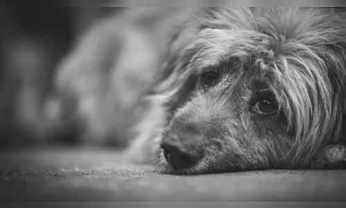 Homem é preso pelos crimes de zoofilia e maus-tratos em Apucarana