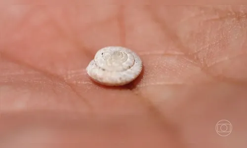 Conheça o caracol que anda apenas 9 metros durante a vida inteira