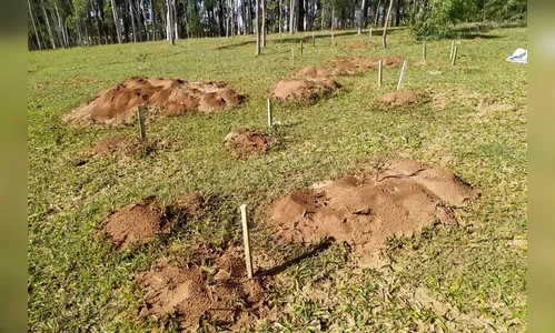 Paraná capacita agricultores para enfrentarem a formiga cortadeira