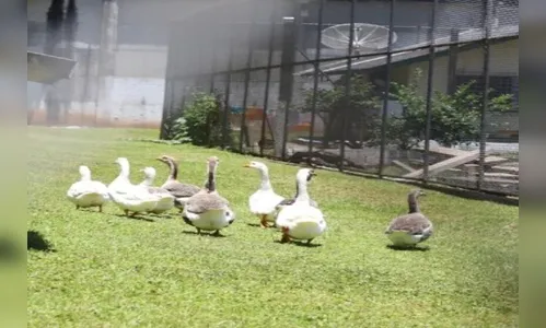 Prisão de Santa Catarina inova ao usar gansos no lugar de cães