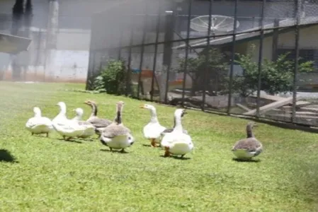 A iniciativa existe desde 2009 e, pelo menos desde 2013, o bando era composto por 16 animais.