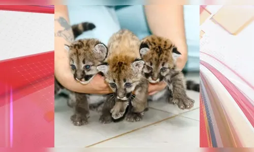 Filhotes de onça parda resgatados são tratados em hospital de Londrina