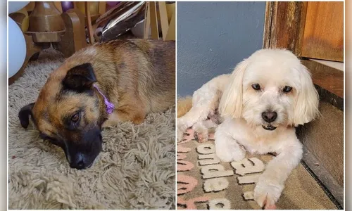 Cães morrem após serem esquecidos em carro de pet shop