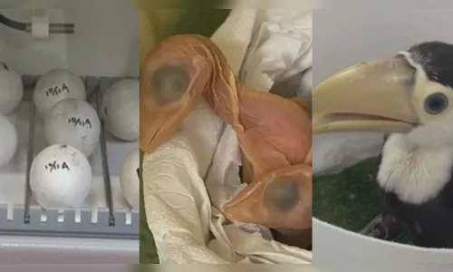 'Ovos do sutiã': veja a evolução das aves após um mês de nascimento