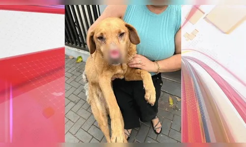 Prefeitura e ONG agem contra maus-tratos a cães; saiba como denunciar