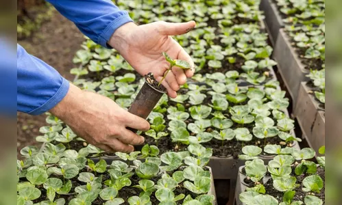 Apucarana prepara novo lote de 300 mil mudas de café