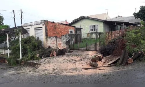 Vento forte derruba árvore no Núcleo João Paulo em Apucarana
