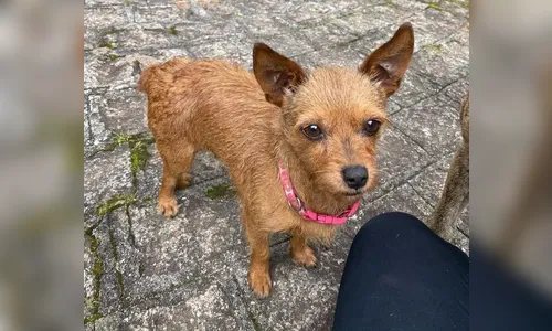 Professor que matou cães a pauladas é alvo de operação da PCPR