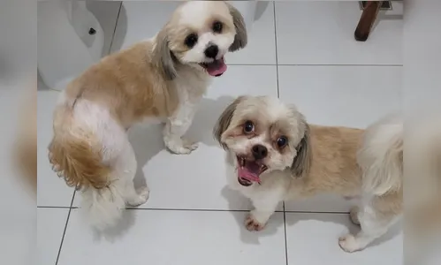 Donos buscam cães perdidos abrigados na Câmara de Vereadores