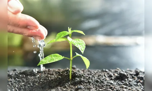 Adapar registra recorde no cadastro de produtos biológicos e similares