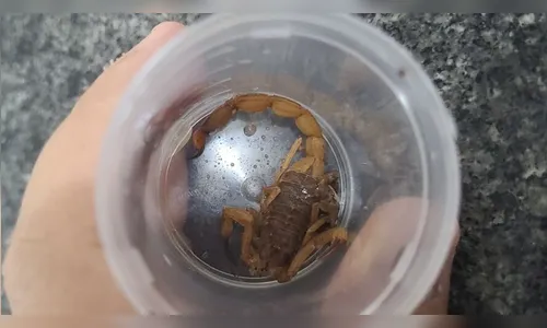 Após picada de escorpião, adolescente é transferido ao Providência