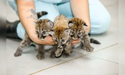 Hospital Veterinário não vai mais acolher animais do IAT; saiba motivo