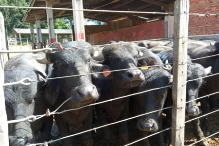 IDR-Paraná da Lapa é pioneiro na pesquisa de búfalos em sistema agroecológico