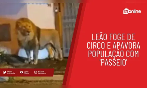 Leão foge de circo e apavora população com 'passeio'