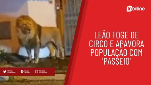 Leão foge de circo e apavora população com 'passeio'