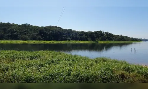 Pescador morre e outros dois ficam feridos após ataque de abelhas
