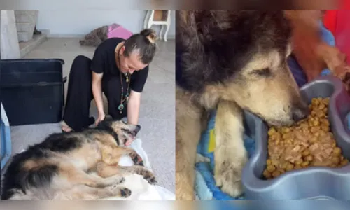 Cachorro é enterrado vivo e luta pela vida em SC; tutor é preso