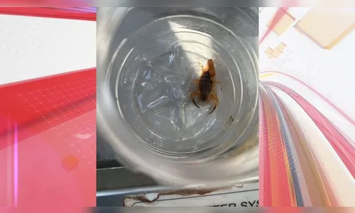 Criança de 8 anos é picada por escorpião em Cmei do Paraná