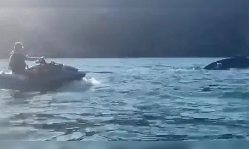 Bolsonaro é investigado por importunar baleia jubarte; entenda o caso