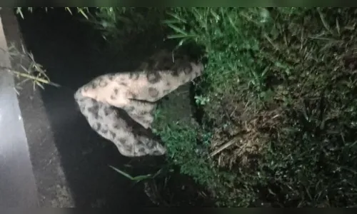 Bombeiros são surpreendidos ao serem acionados para resgatar 