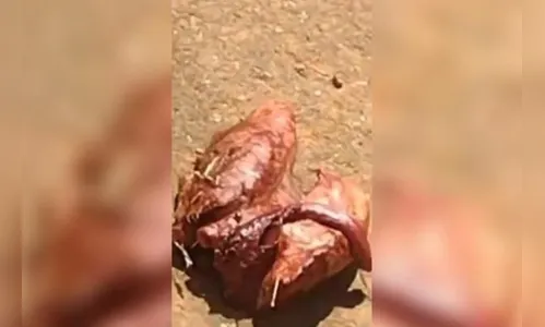 Órgão semelhante a pulmão humano é achado em frente a cemitério