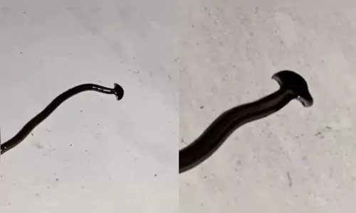 Viralizou: verme misterioso se multiplica se cortado e é tóxico