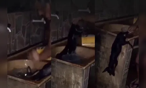 Homem é filmado agredindo e afogando cachorro em tanque de água