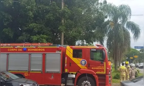 Em apenas dois dias, sete pessoas são atacadas por abelhas em Curitiba