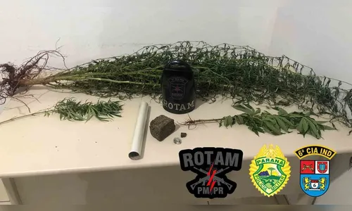 PM apreende drogas e pés de maconha em casa de jovem em Godoy Moreira