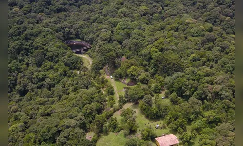 Desmatamento ilegal da Mata Atlântica reduz 64% no Paraná em 2023