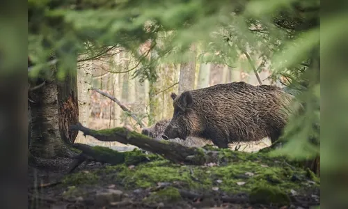 Câmara de Apucarana apoia projeto que permite controle de javalis