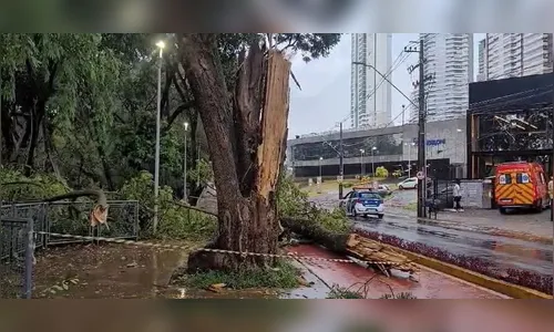 Árvore cai durante temporal e atinge pedestre em Londrina