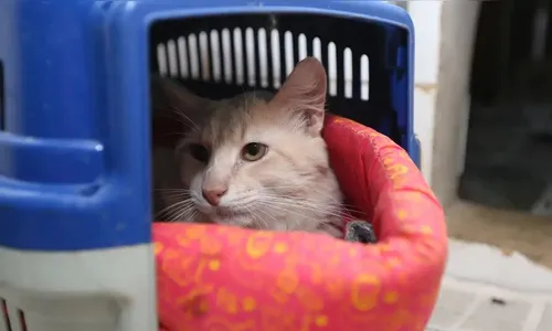 Animais também estão sujeitos a estresses devido às altas temperaturas