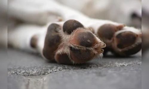 Ladrões furtam facção e ainda envenenam cão em Apucarana