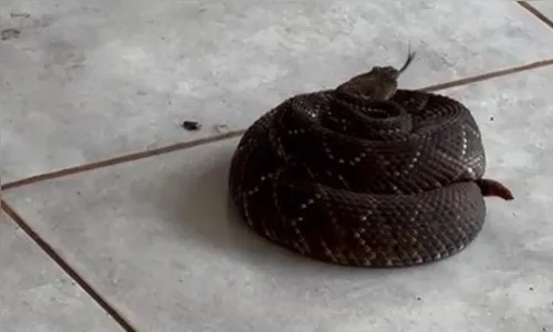 Casal de Borrazópolis se depara com cascavel dentro de casa; vídeo