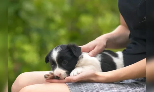 Ladrão tenta roubar cachorro que estava no colo de mulher em Arapongas