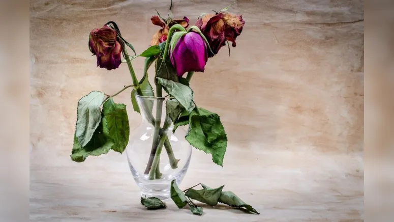 Imagem ilustrativa da notícia Flores mortas para pessoas mortas