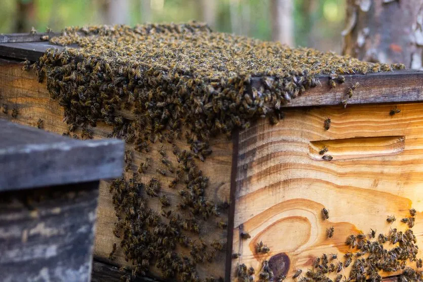 Caixas de abelha estavam com as colmeias quando foram furtadas (Imagem ilustrativa)