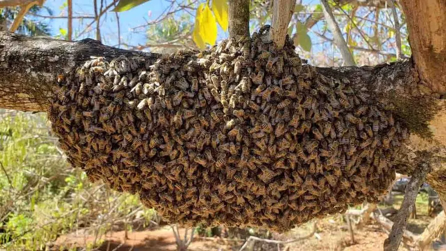 O apicultor era experiente com mais de 40 anos na profissão