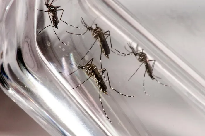 Riscos apresentados pelas mudanças climáticas no Brasil podem levar à proliferação de vetores, como o mosquito Aedes aegypti.