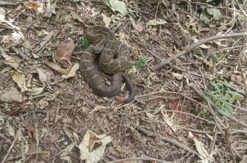 A serpente da espécie cascavel foi vista na tarde dessa sexta-feira (22)