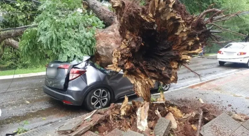 Árvore danificou carro em Maringá