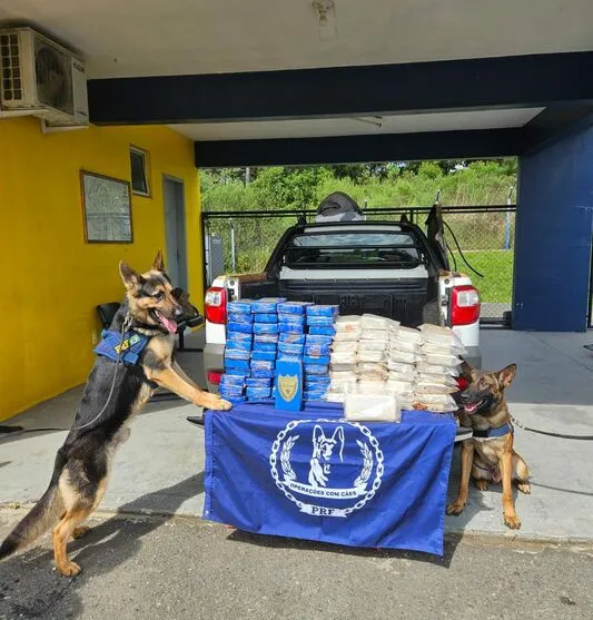 Cães farejadores Cronos e Camaro