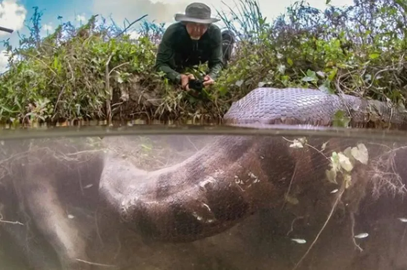 Fotógrafo de vida selvagem Eli Martinez fez o registro