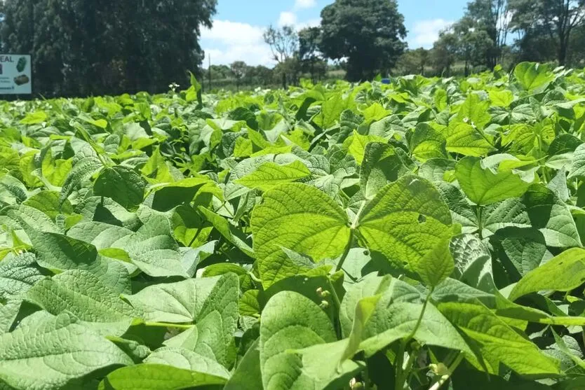 IDR-Paraná lança nesta terça-feira nova cultivar de feijão em Pato Branco