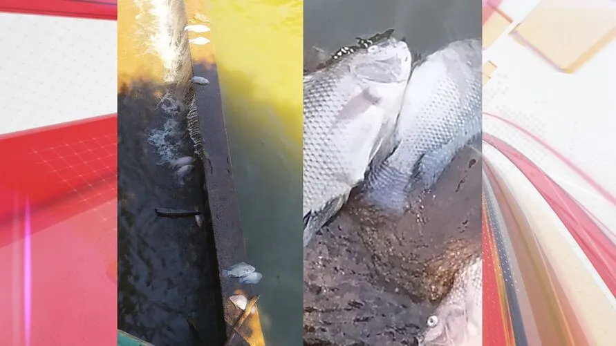 Moradora fotografou peixes boiando no lago