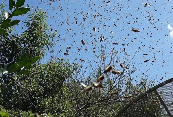 Outras crianças não foram picadas pelas abelhas